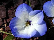Tecophilaea