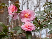 Camellia Winter's Interlude 20151209 0001