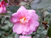 Camellia Winter's Interlude 20151209 0002