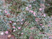 Camellia Winter's Interlude 20151209 0003