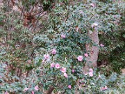 Camellia Winter's Interlude 20151209 0005