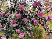 Camellia Winter's Interlude 20191119 0002