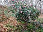 Camellia Winter's Interlude 20201212 0001