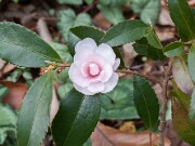 Camellia Winter's Rose 20151209 0001