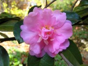 Camellia cv. November 2007 0004