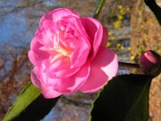 Camellia cvs. November 2006 0001