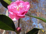 Camellia cvs. November 2006 0003
