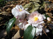 Camellia cvs. November 2006 0005