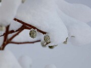Edgeworthia chrysantha 0009
