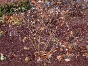 Edgeworthia chrysantha 0013