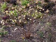 Edgeworthia chrysantha 20100003