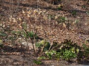 Edgeworthia chrysantha 20100004