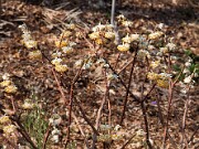 Edgeworthia chrysantha 20100005
