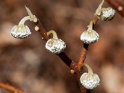 Edgeworthia chrysantha 20100006