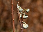 Edgeworthia chrysantha 20100007