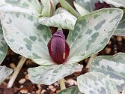 Trillium delicatum 20150405 0003