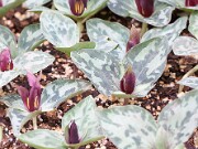 Trillium delicatum 20150405 0014