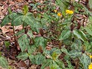 Trillium freemanii 20200403 0001