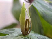 Trillium gracile 0004
