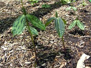 Trillium gracile 0005