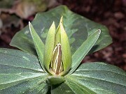 Trillium gracile 0006