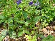 Trillium gracile 0011