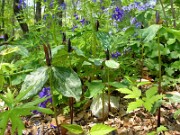 Trillium gracile 0012