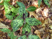 Trillium gracile 0017