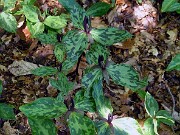 Trillium gracile 0018