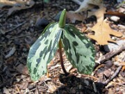 Trillium gracile 0019