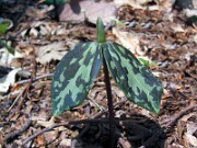 Trillium gracile 0020