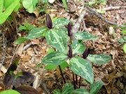 Trillium gracile 0021