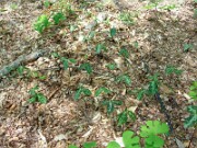 Trillium gracile 0024