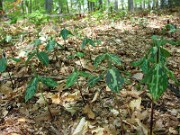 Trillium gracile 0025
