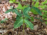 Trillium gracile 20100001