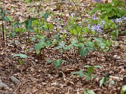 Trillium gracile 20100002