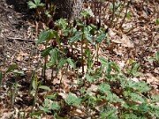 Trillium lancifolium ('lanceolatum') 20100002