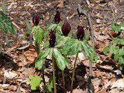Trillium lancifolium ('lanceolatum') 20100003