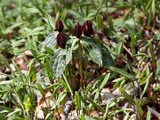 Trillium lancifolium ('lanceolatum') 20110001