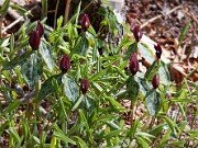 Trillium lancifolium ('lanceolatum') 20110004