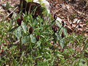 Trillium lancifolium ('lanceolatum') 20110005