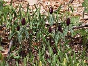 Trillium lancifolium ('lanceolatum') 20110007
