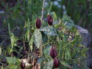 Trillium lancifolium ('lanceolatum') 20140427 0001