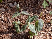 Trillium ludovicianum 0026