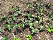 Trillium underwoodii 0013