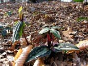 Trillium sp. FFRGA05 0024