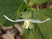 Trillium flexipes 0002