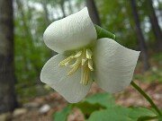 Trillium flexipes 0008