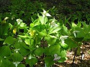 Trillium flexipes 0015