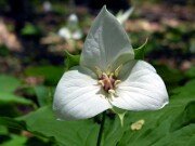 Trillium flexipes 0021